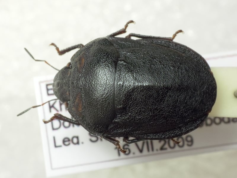 Eurygaster integriceps Puton, 1881